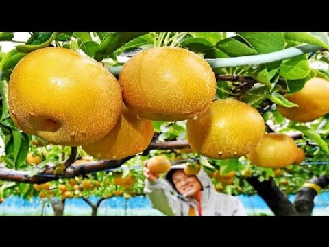 World's Most Expensive Pear - Awesome Japan Agriculture Technology Farm