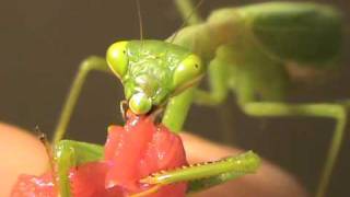 Pet praying mantis eating fillet steak