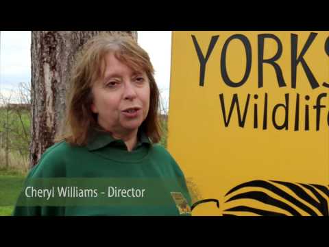 YWP New Branding 2017