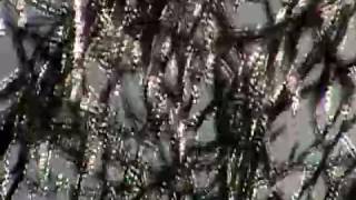 CHEER-ACCIDENT - While