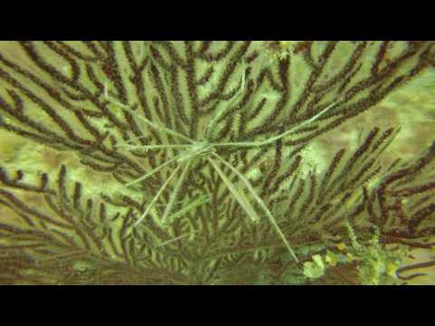 Arrow Crab next to a Decorator Crab