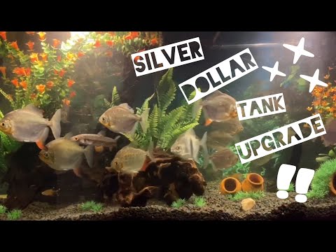 Silver Dollar Fish - Tank Upgrade☆!! // Karla's Tiny World