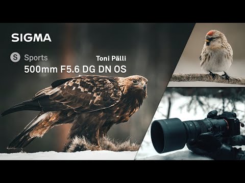 Bird Photography with SIGMA 500mm F5.6 DG DN OS | Sports - Toni Pälli