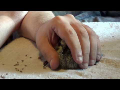 Inelarea unui pui de porumbel la varsta de 8 zile. Ring a pigeon baby. 23 august 2013 Tirgu-Mures