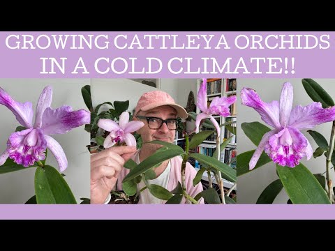Growing Cattleya orchids in a cold climate!