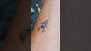 scorpion sting is loaded with venom 🦂🦂 #shorts #insects