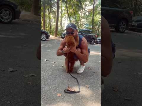 ჩვენი შეხვედრა🤍 #puppy #toypoodle #funnyanimal #funnydog #dog #funnypet #doglove #pets #nippy