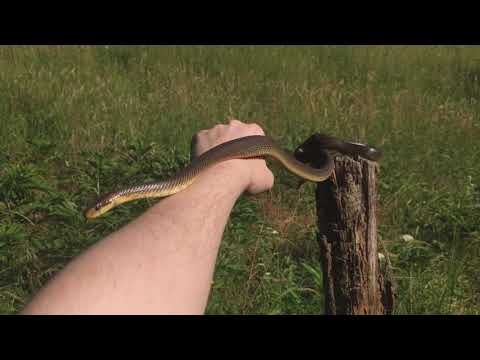 Smuk Zmija - Aesculapian Snake