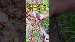 Download lagu Menangkap ikan chana auranti JUMBO di sawah india #auranti #india #chana #ikanhias mp3 Download lagu Menangkap ikan chana auranti JUMBO di sawah india #auranti #india #chana #ikanhias mp3