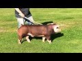 Hereford Boar Prospect - Doug E. Fresh X Family Guy 2-2
