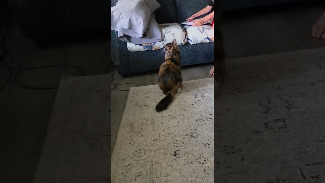 Claudia, an adopted mixed breed in Greensburg, PA video 5/5