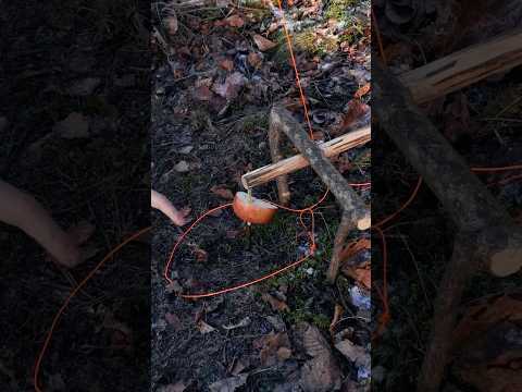 Survival Snare TRAP #bushcraft #survival #trap