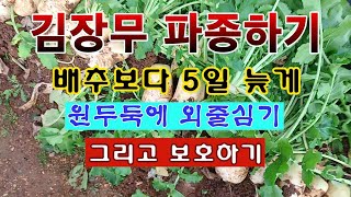 [텃밭농부 2,047]  김장무 파종하고 보호하는 방법. 배추보다 5일 늦게 파종하면 좋은점! #김장무재배