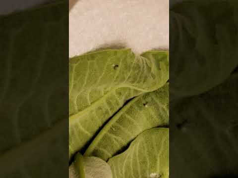 Monarch larvae