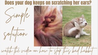 DIFFERENT REASONS WHY YOUR DOG KEEPS ON SCRATCHING ITS EARS + HOW TO STOP THEM FROM SCRATCHING