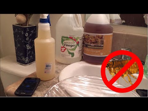 Is Vinegar Spray Effective In Treating A Flea Infestation? | How To Treat Fleas Experiment