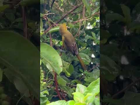 Close-up video of the Montserrat Oriole in its natural habitat