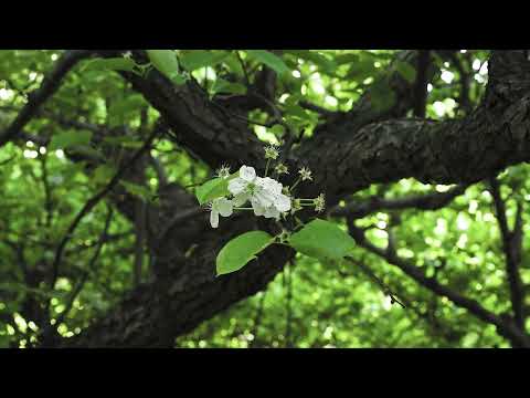 별나라 배나무 A Pear Tree In The Star Village | 신율 SHIN Yul | The 26th JEONJU IFF OFFICIAL TRAILER 예고편