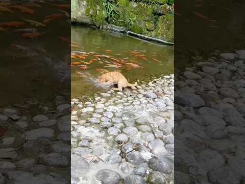 #funny #cat #animals #cute #facts