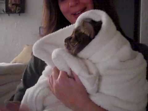 Terrorist Osama Bin Kitty