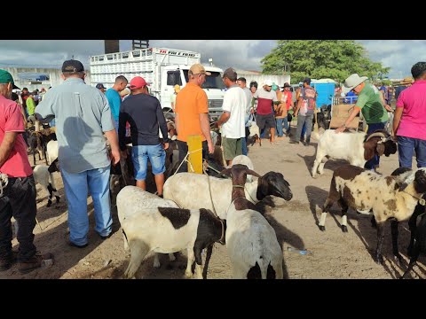 Feira de ovino e 🐖 Cachoeirinha-PE 12/03/26