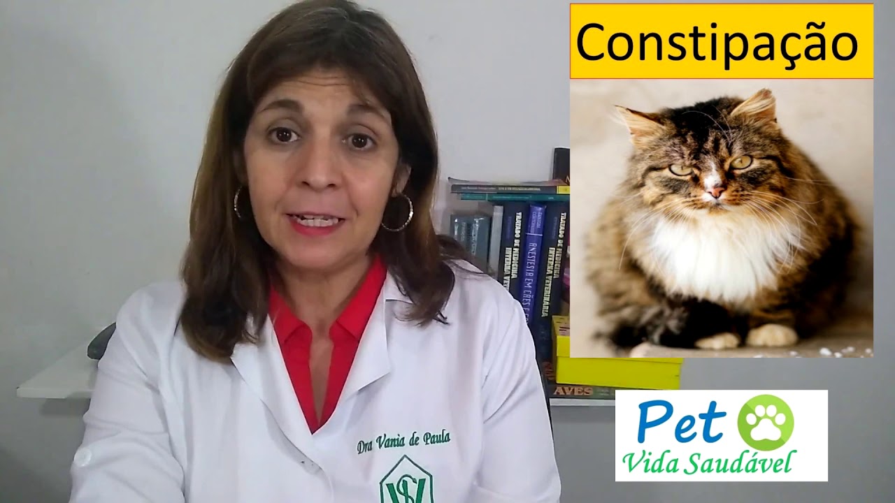 Gato com Constipação Dica para ajudar. Pet Vida Saudável