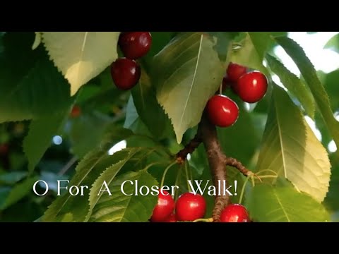 315 SDA Hymn - O For A Closer Walk! (Singing w/ Lyrics)
