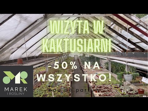 Wizyta w kaktusiarni! -50% na wszystko!