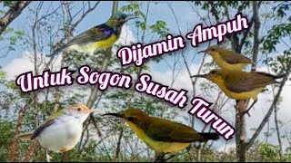 Download lagu Suara Pikat Sogon Kombinasi Burcil Dijamin Ampuh mp3 Download lagu Suara Pikat Sogon Kombinasi Burcil Dijamin Ampuh mp3