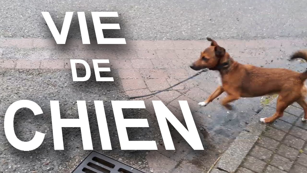 VIE DE CHIEN -  PAROLE DE CHIEN