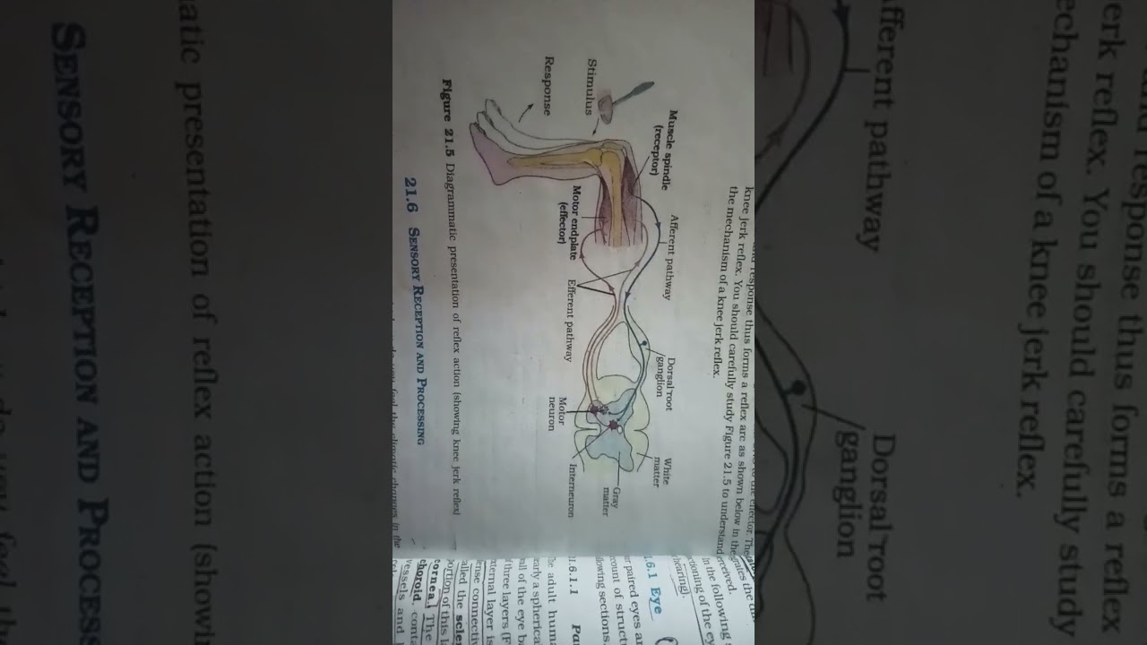 Diagrammatic presentation of reflex action #shorts #motivation #viral