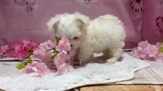 マルチーズの動画01