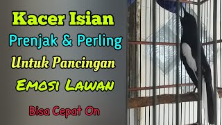 Download lagu Kacer Isian Prenjak dan Perling untuk Pancingan Emosi dan Buka Ekor || Kicau Series mp3