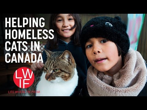 ホームレス猫の支援（カナダ (Helping Homeless Cats (in Canada))