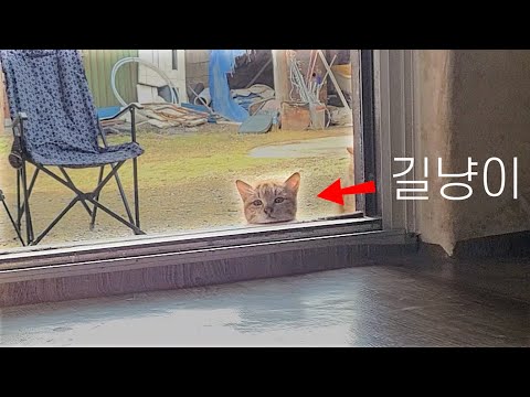 사람이 너무 좋은 길냥이