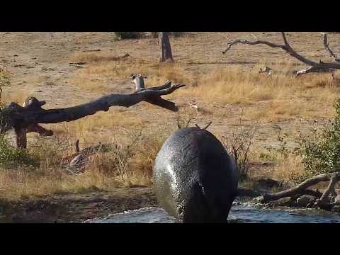 Djuma: Hippo leaving the pan - 15:35 - 07/24/19
