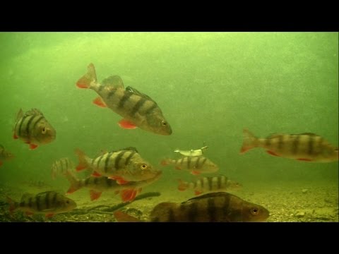 Black Minnow attacks: perch fishing with lures. Рыбалка окунь ультралайт.
