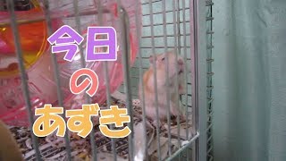 あずき(3F)ジャンガリアンハムスター