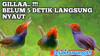 Download lagu GILAA.. SUARA PIKAT Prenjak Kepala Merah Ini sangat Ampuh untuk Prenjak yang kurang emosi‼️ mp3
