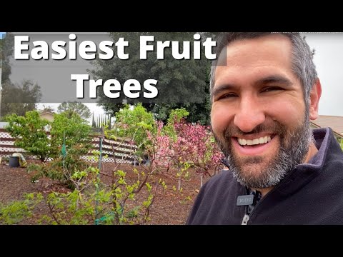 The 2 Easiest Fruit Trees for Beginners To Grow. Yes, Really! | BONUS: The Hardest Tree
