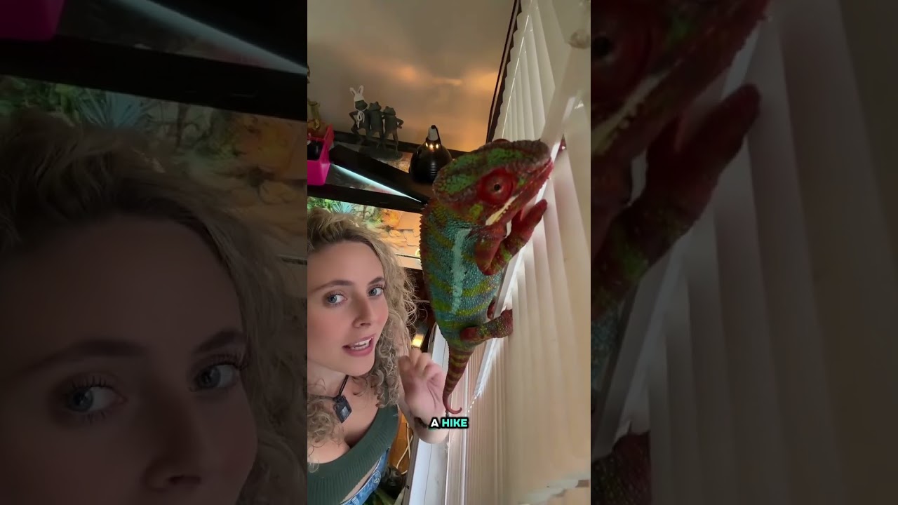 Sprinkles 🤝 reunited with the blinds 🥰🌈 #chameleon #pantherchameleon #reptile #chameleons #lizard