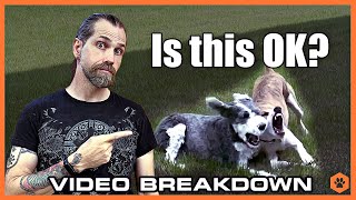 Dog Trainer Reacts: What These Dogs’ Play Tells Us About Their Behavior