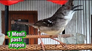 Download lagu Ciblek semi, Ciblek kristal seketika pAsti Nyaut, CIBLEK gacor narung penuh emosi  mp3