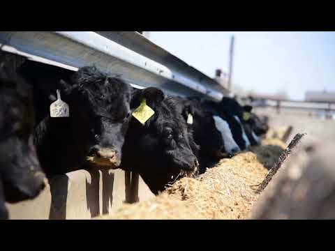 Feedlot Cattle Operation