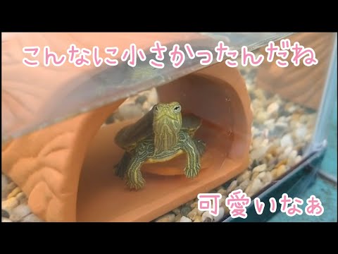 youtube-動物記事2021/12/28 23:42:51