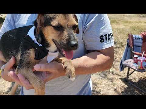 Oliver, an adoptable Jack Russell Terrier & Rat Terrier Mix in Bandera, TX_image-1