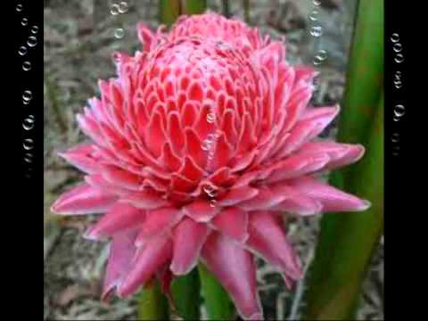 Evie Tamala - Seribu Purnama - YouTube.flv