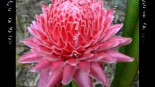 Download lagu Evie Tamala - Seribu Purnama - YouTube.flv mp3