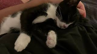 ベートーベンと猫