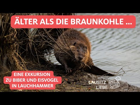 #12 Wo der Biber älter ist als die Braunkohle